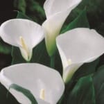 ΚΑΛΛΕΣ ALBOMACULATA