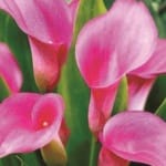 ΚΑΛΛΕΣ REHMANNII