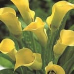 ΚΑΛΛΕΣ BLACK MAGIC