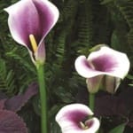 ΚΑΛΛΕΣ PICASSO