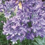 ΑΓΑΠΑΝΘΟΣ BLUE