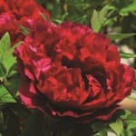 ΠΑΙΩΝΙΕΣ RED