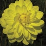 ΝΤΑΛΙΑ GLORY OF HEEMSTEDE