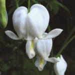 ΔΙΣΕΝΤΡΑ WHITE