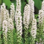 ΛΙΑΤΡΙΣ FLORESTIN