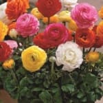 ΝΕΡΑΓΚΟΥΛΕΣ ΜΕΙΓΜΑ