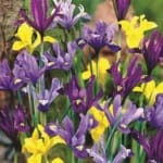 ΙΡΙΔΕΣ ΜΕΙΓΜΑ