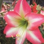 ΑΜΑΡΥΛΛΙΔΕΣ PARK STRIPED