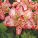 ΑΜΑΡΥΛΛΙΔΕΣ DOUBLE RECORD