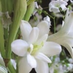 ΥΑΚΙΝΘΟΣ ΑΡΩΜΑΤΙΚΟΣ