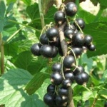 ΦΡΑΓΚΟΣΤΑΦΥΛΛΟ ΜΑΥΡΟ