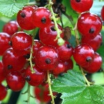 ΦΡΑΓΚΟΣΤΑΦΥΛΛΟ ΚΟΚΚΙΝΟ