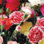 ΓΑΡΙΦΑΛΟ ΜΕΙΓΜΑ