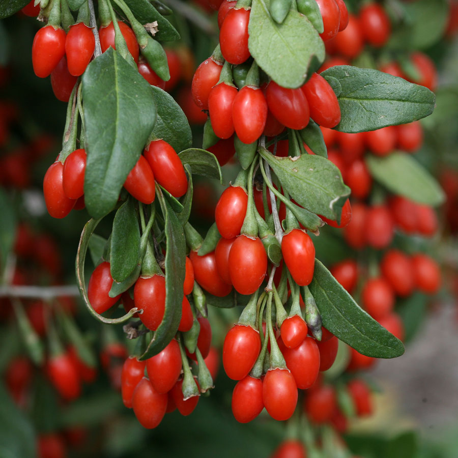 GOGI BERRY GOJI BERRY - Image 1