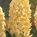 ΖΟΥΜΠΟΥΛΙΑ Α' (ΚΑΣΕΤΙΝΑ)