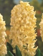 ΖΟΥΜΠΟΥΛΙΑ Α' (ΚΑΣΕΤΙΝΑ)