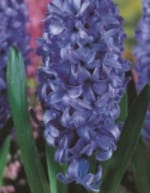 ΖΟΥΜΠΟΥΛΙΑ Α' (ΚΑΣΕΤΙΝΑ) - Image 3