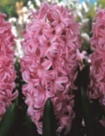 ΖΟΥΜΠΟΥΛΙΑ Α' (ΚΑΣΕΤΙΝΑ) - Image 4