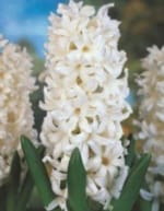 ΖΟΥΜΠΟΥΛΙΑ Α' (ΚΑΣΕΤΙΝΑ) - Image 5