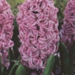 ΖΟΥΜΠΟΥΛΙΑ ΜΕΓΑΛΑ (ΚΑΣΕΤΙΝΑ)