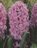 ΖΟΥΜΠΟΥΛΙΑ ΜΕΓΑΛΑ (ΚΑΣΕΤΙΝΑ)