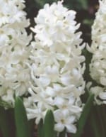 ΖΟΥΜΠΟΥΛΙΑ ΜΕΓΑΛΑ (ΚΑΣΕΤΙΝΑ) - Image 2