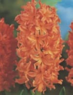 ΖΟΥΜΠΟΥΛΙΑ ΜΕΓΑΛΑ (ΚΑΣΕΤΙΝΑ) - Image 3