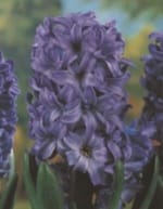 ΖΟΥΜΠΟΥΛΙΑ ΜΕΓΑΛΑ (ΚΑΣΕΤΙΝΑ) - Image 4