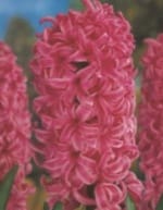 ΖΟΥΜΠΟΥΛΙΑ ΜΕΓΑΛΑ (ΚΑΣΕΤΙΝΑ) - Image 5