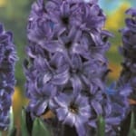 ΖΟΥΜΠΟΥΛΙΑ ΜΙΚΡΑ και ΝΑΡΚΙΣΣΑΚΙΑ (ΚΑΣΕΤΙΝΑ)