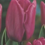 ΤΟΥΛΙΠΕΣ LONGSTEMMED (ΚΑΣΕΤΙΝΑ)