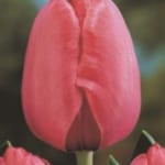 ΤΟΥΛΙΠΕΣ LONGSTEMMED JUMBO (ΚΑΣΕΤΙΝΑ)