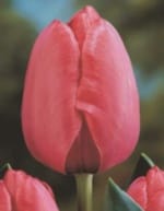 ΤΟΥΛΙΠΕΣ LONGSTEMMED JUMBO (ΚΑΣΕΤΙΝΑ)