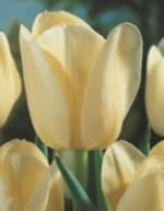 ΤΟΥΛΙΠΕΣ LONGSTEMMED JUMBO (ΚΑΣΕΤΙΝΑ) - Image 2