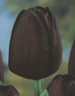 ΤΟΥΛΙΠΕΣ LONGSTEMMED JUMBO (ΚΑΣΕΤΙΝΑ) - Image 3