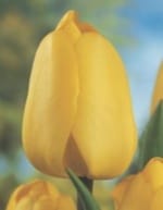 ΤΟΥΛΙΠΕΣ LONGSTEMMED JUMBO (ΚΑΣΕΤΙΝΑ) - Image 4