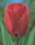 ΤΟΥΛΙΠΕΣ LONGSTEMMED JUMBO (ΚΑΣΕΤΙΝΑ) - Image 5