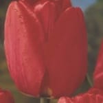 TOYΛΙΠΕΣ DARWIN HYBRID (ΚΑΣΕΤΙΝΑ)