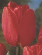 TOYΛΙΠΕΣ DARWIN HYBRID (ΚΑΣΕΤΙΝΑ)