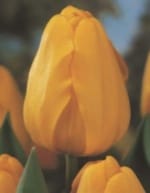 TOYΛΙΠΕΣ DARWIN HYBRID (ΚΑΣΕΤΙΝΑ) - Image 2