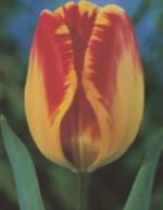 TOYΛΙΠΕΣ DARWIN HYBRID (ΚΑΣΕΤΙΝΑ) - Image 3