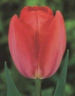 TOYΛΙΠΕΣ DARWIN HYBRID (ΚΑΣΕΤΙΝΑ) - Image 4