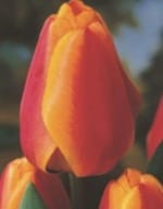 TOYΛΙΠΕΣ DARWIN HYBRID (ΚΑΣΕΤΙΝΑ) - Image 5