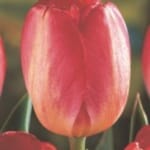 ΤΟΥΛΙΠΕΣ TRIUMPH (ΚΑΣΕΤΙΝΑ)