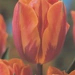 ΤΟΥΛΙΠΕΣ ΡΙΓΩΤΕΣ (ΚΑΣΕΤΙΝΑ)