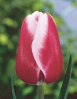 ΤΟΥΛΙΠΕΣ ΔΙΧΡΩΜΕΣ (ΚΑΣΕΤΙΝΑ)