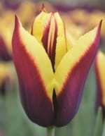 ΤΟΥΛΙΠΕΣ ΔΙΧΡΩΜΕΣ (ΚΑΣΕΤΙΝΑ) - Image 2