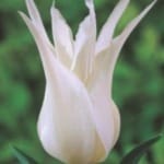 ΤΟΥΛΙΠΕΣ ΧΕΛΙΔΟΝΙΑ και ΠΑΠΑΓΑΛΟΙ (ΚΑΣΕΤΙΝΑ)