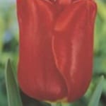 ΤΟΥΛΙΠΕΣ LONGSTEMMED και SMALLSTEMMED (ΚΑΣΕΤΙΝΑ)
