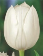 ΤΟΥΛΙΠΕΣ LONGSTEMMED και SMALLSTEMMED (ΚΑΣΕΤΙΝΑ) - Image 2